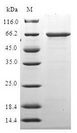 HDAC11 Protein - (Tris-Glycine gel) Discontinuous SDS-PAGE (reduced) with 5% enrichment gel and 15% separation gel.