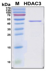 HDAC3 Protein - SDS-PAGE under reducing conditions and visualized by Coomassie blue staining