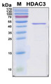 HDAC3 Protein - SDS-PAGE under reducing conditions and visualized by Coomassie blue staining