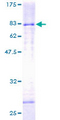 HDAC3 Protein - 12.5% SDS-PAGE of human HDAC3 stained with Coomassie Blue