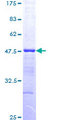 HDAC3 Protein - 12.5% SDS-PAGE Stained with Coomassie Blue.