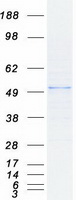 HDAC3 Protein - Purified recombinant protein HDAC3 was analyzed by SDS-PAGE gel and Coomassie Blue Staining