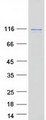 HDAC7 Protein - Purified recombinant protein HDAC7A was analyzed by SDS-PAGE gel and Coomassie Blue Staining