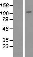 HDAC9 Protein - Western validation with an anti-DDK antibody * L: Control HEK293 lysate R: Over-expression lysate