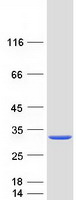 HDDC2 Protein - Purified recombinant protein HDDC2 was analyzed by SDS-PAGE gel and Coomassie Blue Staining