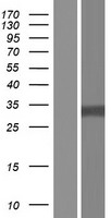 HDGF Protein - Western validation with an anti-DDK antibody * L: Control HEK293 lysate R: Over-expression lysate