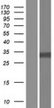 HDGF Protein - Western validation with an anti-DDK antibody * L: Control HEK293 lysate R: Over-expression lysate
