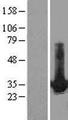 HDGF Protein - Western validation with an anti-DDK antibody * L: Control HEK293 lysate R: Over-expression lysate