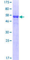 HDGFRP3 Protein - 12.5% SDS-PAGE of human HDGFRP3 stained with Coomassie Blue