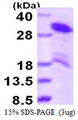 HDGFRP3 Protein