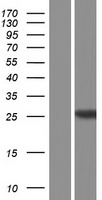 HDHD1 Protein - Western validation with an anti-DDK antibody * L: Control HEK293 lysate R: Over-expression lysate