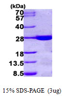 HDHD1 Protein