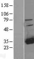 HDHD2 Protein - Western validation with an anti-DDK antibody * L: Control HEK293 lysate R: Over-expression lysate