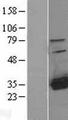 HDHD2 Protein - Western validation with an anti-DDK antibody * L: Control HEK293 lysate R: Over-expression lysate