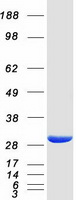 HDHD2 Protein - Purified recombinant protein HDHD2 was analyzed by SDS-PAGE gel and Coomassie Blue Staining