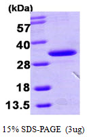 HDHD3 Protein