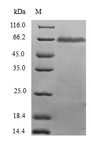 HDS / DHDDS Protein - (Tris-Glycine gel) Discontinuous SDS-PAGE (reduced) with 5% enrichment gel and 15% separation gel.