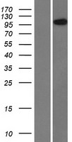 HEATR4 Protein - Western validation with an anti-DDK antibody * L: Control HEK293 lysate R: Over-expression lysate
