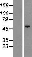 HEATR9 Protein - Western validation with an anti-DDK antibody * L: Control HEK293 lysate R: Over-expression lysate