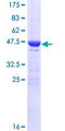HEBP1 Protein - 12.5% SDS-PAGE of human HEBP1 stained with Coomassie Blue
