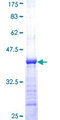 HEBP1 Protein - 12.5% SDS-PAGE Stained with Coomassie Blue.