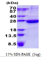 HEBP1 Protein