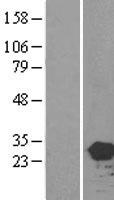 HEBP2 Protein - Western validation with an anti-DDK antibody * L: Control HEK293 lysate R: Over-expression lysate