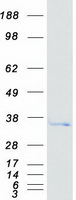 HEBP2 Protein - Purified recombinant protein HEBP2 was analyzed by SDS-PAGE gel and Coomassie Blue Staining