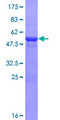 HECTD2 Protein - 12.5% SDS-PAGE of human HECTD2 stained with Coomassie Blue
