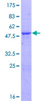 HECTD3 Protein - 12.5% SDS-PAGE of human HECTD3 stained with Coomassie Blue