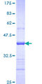 HECTD4 / C12orf51 Protein