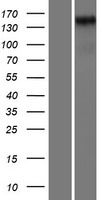 HEG1 Protein - Western validation with an anti-DDK antibody * L: Control HEK293 lysate R: Over-expression lysate