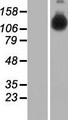HELB Protein - Western validation with an anti-DDK antibody * L: Control HEK293 lysate R: Over-expression lysate