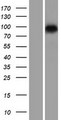 HELLS Protein - Western validation with an anti-DDK antibody * L: Control HEK293 lysate R: Over-expression lysate