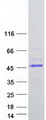 HELT Protein - Purified recombinant protein HELT was analyzed by SDS-PAGE gel and Coomassie Blue Staining