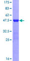 HEM45 / ISG20 Protein - 12.5% SDS-PAGE of human ISG20 stained with Coomassie Blue