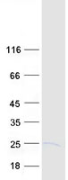 HEM45 / ISG20 Protein - Purified recombinant protein ISG20 was analyzed by SDS-PAGE gel and Coomassie Blue Staining