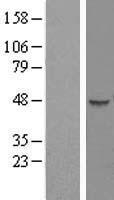 HENMT1 Protein - Western validation with an anti-DDK antibody * L: Control HEK293 lysate R: Over-expression lysate