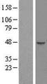 HENMT1 Protein - Western validation with an anti-DDK antibody * L: Control HEK293 lysate R: Over-expression lysate