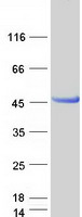 HENMT1 Protein - Purified recombinant protein HENMT1 was analyzed by SDS-PAGE gel and Coomassie Blue Staining