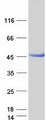 HENMT1 Protein - Purified recombinant protein HENMT1 was analyzed by SDS-PAGE gel and Coomassie Blue Staining