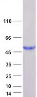 HENMT1 Protein - Purified recombinant protein HENMT1 was analyzed by SDS-PAGE gel and Coomassie Blue Staining