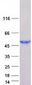 HENMT1 Protein - Purified recombinant protein HENMT1 was analyzed by SDS-PAGE gel and Coomassie Blue Staining