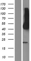 HEPACAM Protein - Western validation with an anti-DDK antibody * L: Control HEK293 lysate R: Over-expression lysate