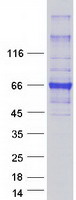 HEPACAM Protein - Purified recombinant protein HEPACAM was analyzed by SDS-PAGE gel and Coomassie Blue Staining