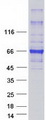 HEPACAM Protein - Purified recombinant protein HEPACAM was analyzed by SDS-PAGE gel and Coomassie Blue Staining