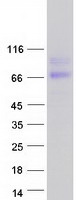 HEPACAM2 Protein - Purified recombinant protein HEPACAM2 was analyzed by SDS-PAGE gel and Coomassie Blue Staining