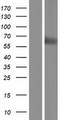 Heparanase 2 / HPSE2 Protein - Western validation with an anti-DDK antibody * L: Control HEK293 lysate R: Over-expression lysate