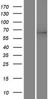 Heparanase 2 / HPSE2 Protein - Western validation with an anti-DDK antibody * L: Control HEK293 lysate R: Over-expression lysate