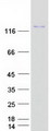 HEPH / Hephaestin Protein - Purified recombinant protein HEPH was analyzed by SDS-PAGE gel and Coomassie Blue Staining